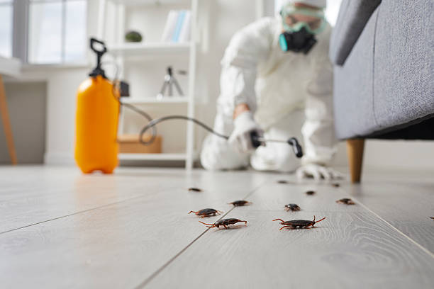 Post-Treatment Bed Bug Interceptor Monitoring in Herlong